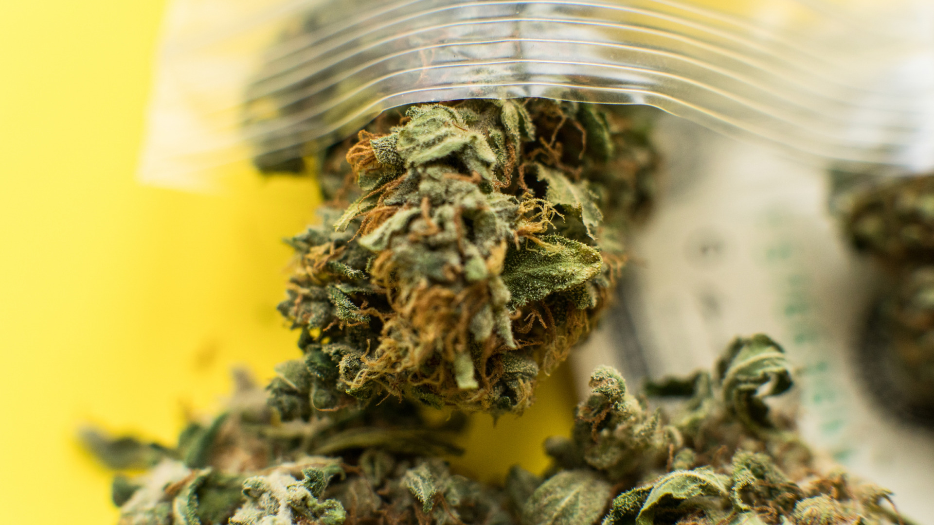 THCA Flower in North Carolina: What’s Legal, What’s Changing, and Where to Buy