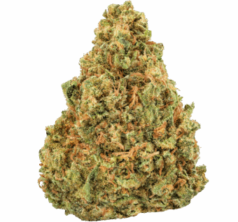Bangerine Strain