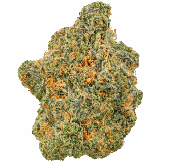 Black Maple Strain