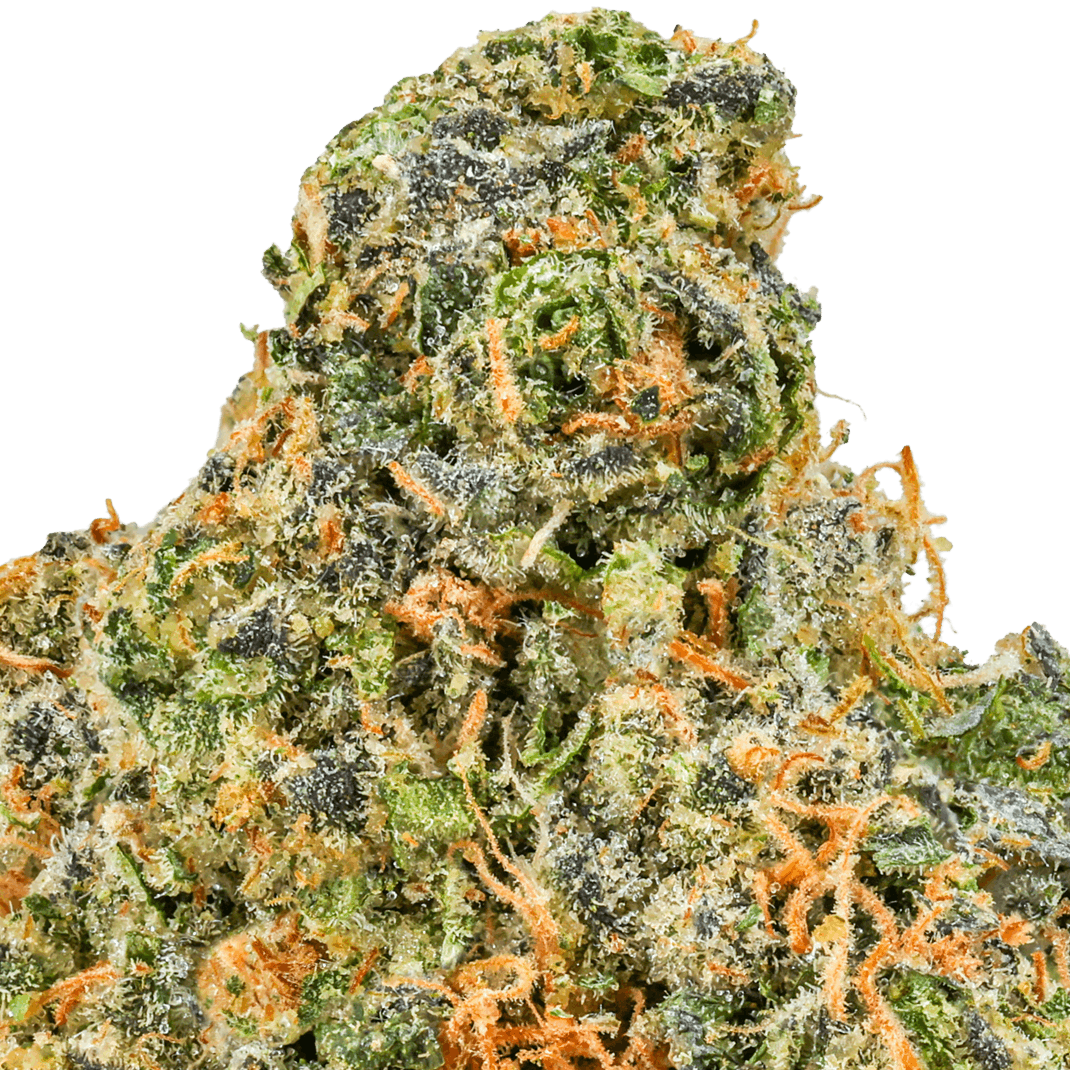 Black Maple Strain