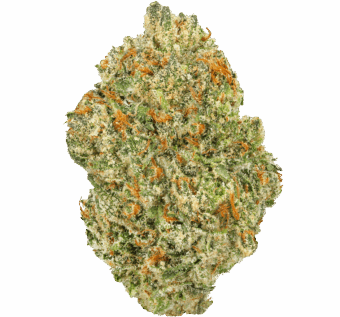 Georgia Apple Pie Strain