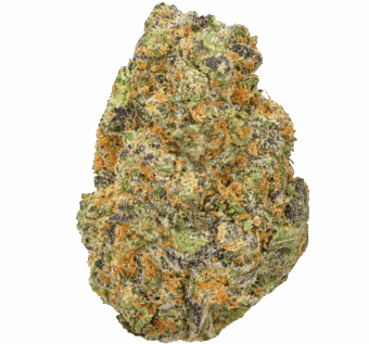 Governmint-Oasis-Strain GovernMint Oasis Strain