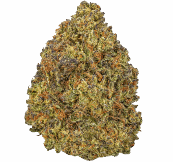 Hooch Haze Strain