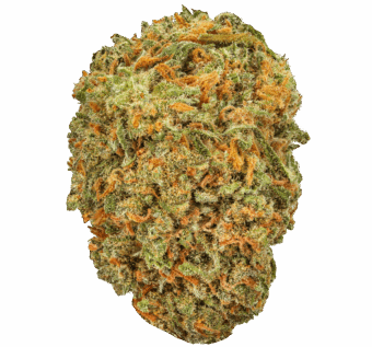 Purple Kush Strain