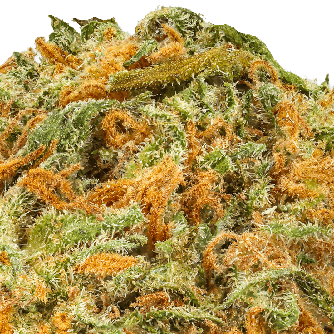 Purple Kush Strain
