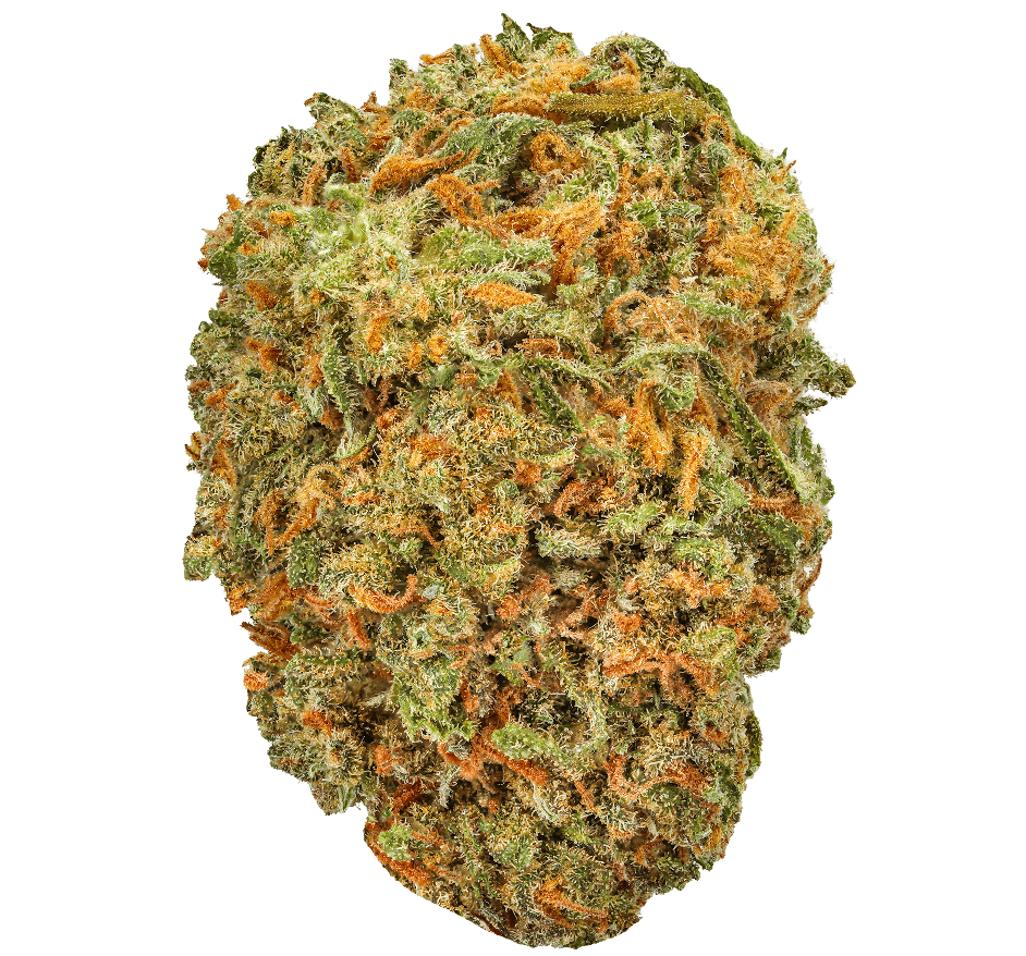 Purple Kush Strain
