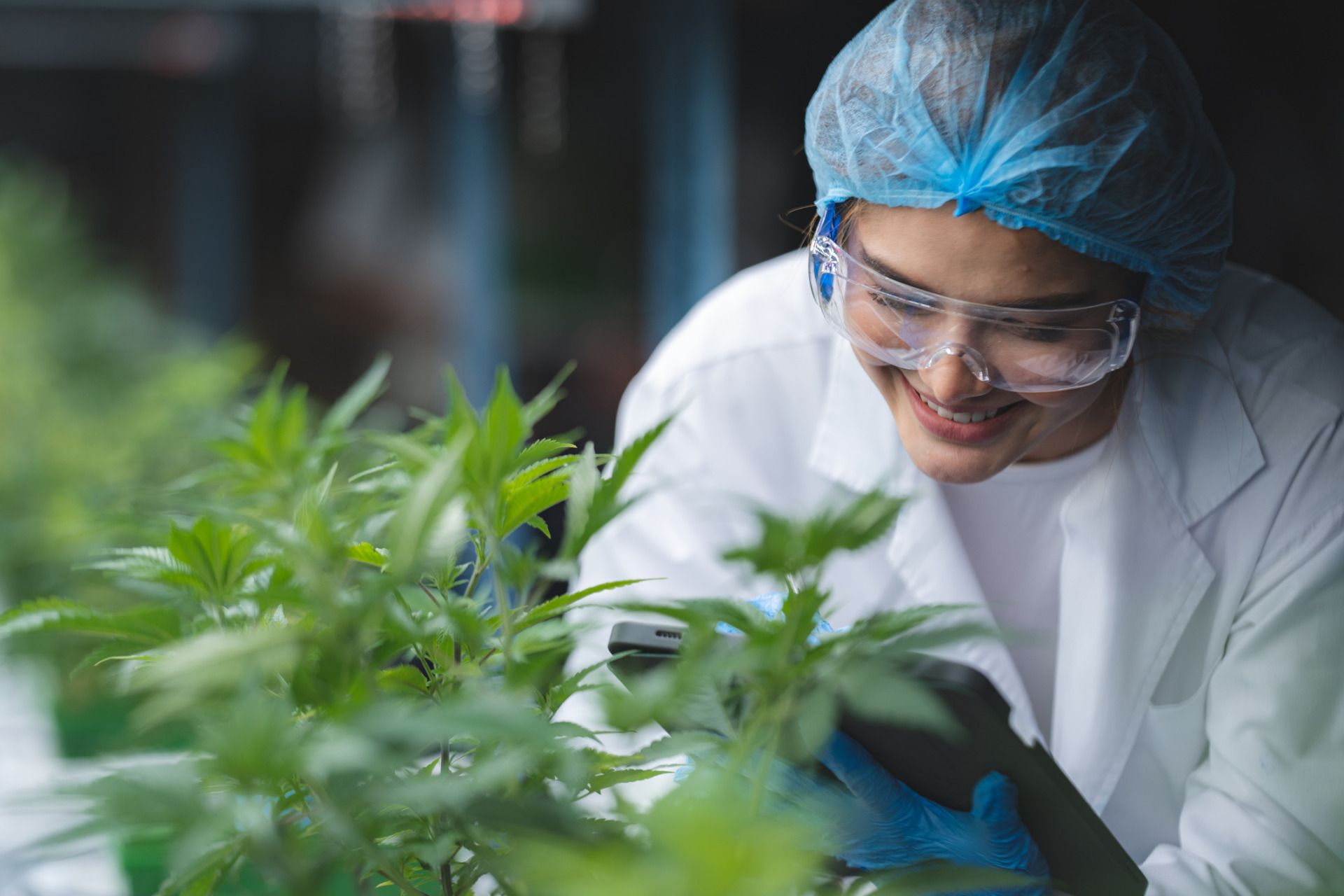 Scientist checking THCA cannabis plants in marijuana garden indoor grow area before harvesting.
