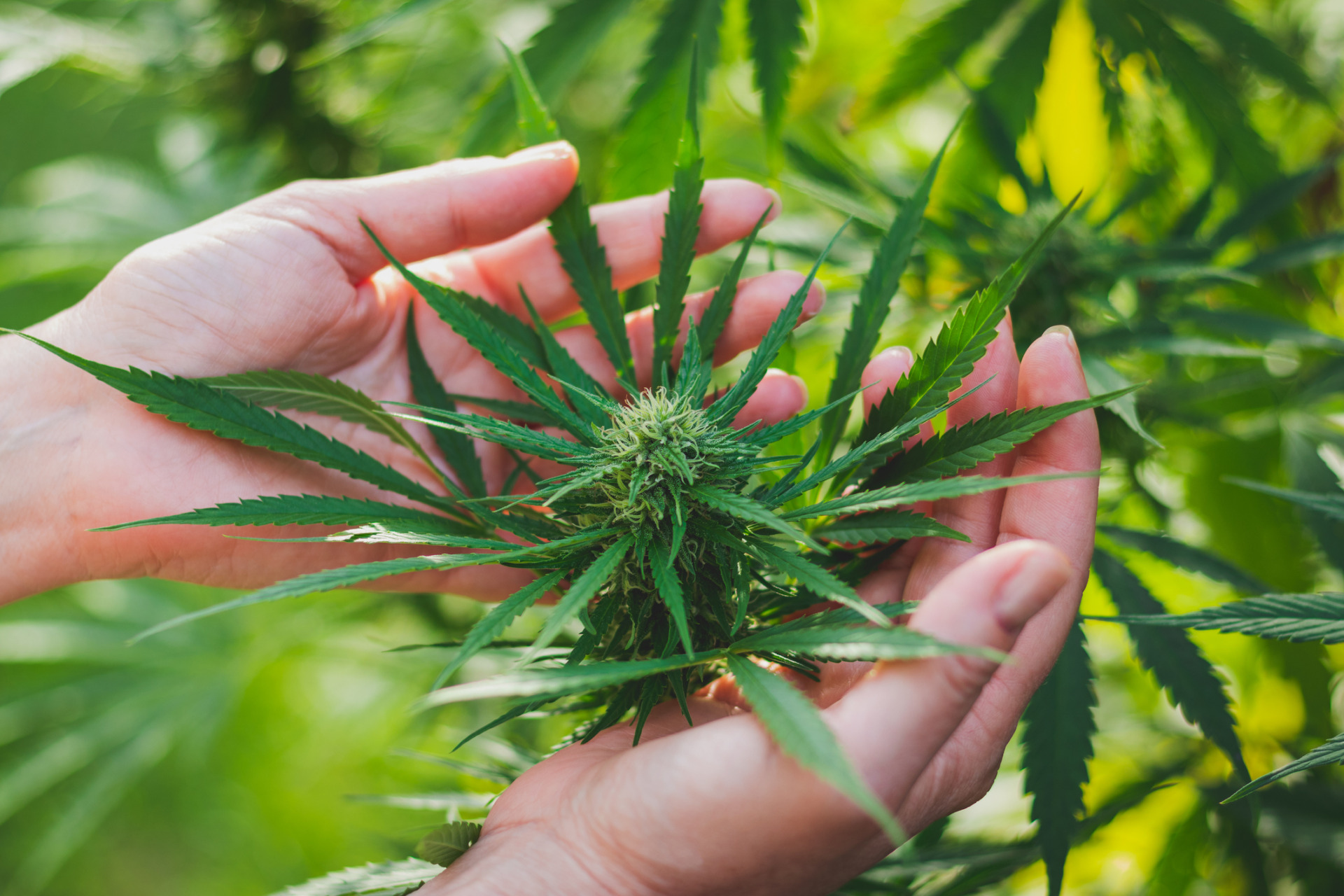 A full frame of dried and trimmed marijuana buds.