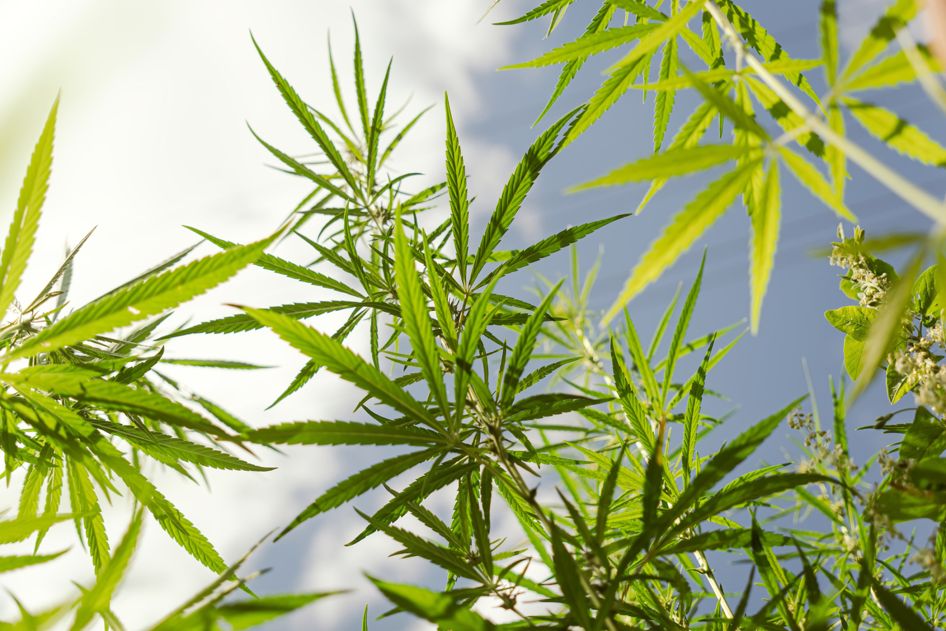 An upwards shot of tall THCA marijuana stalks against a sunny cloudy sky.