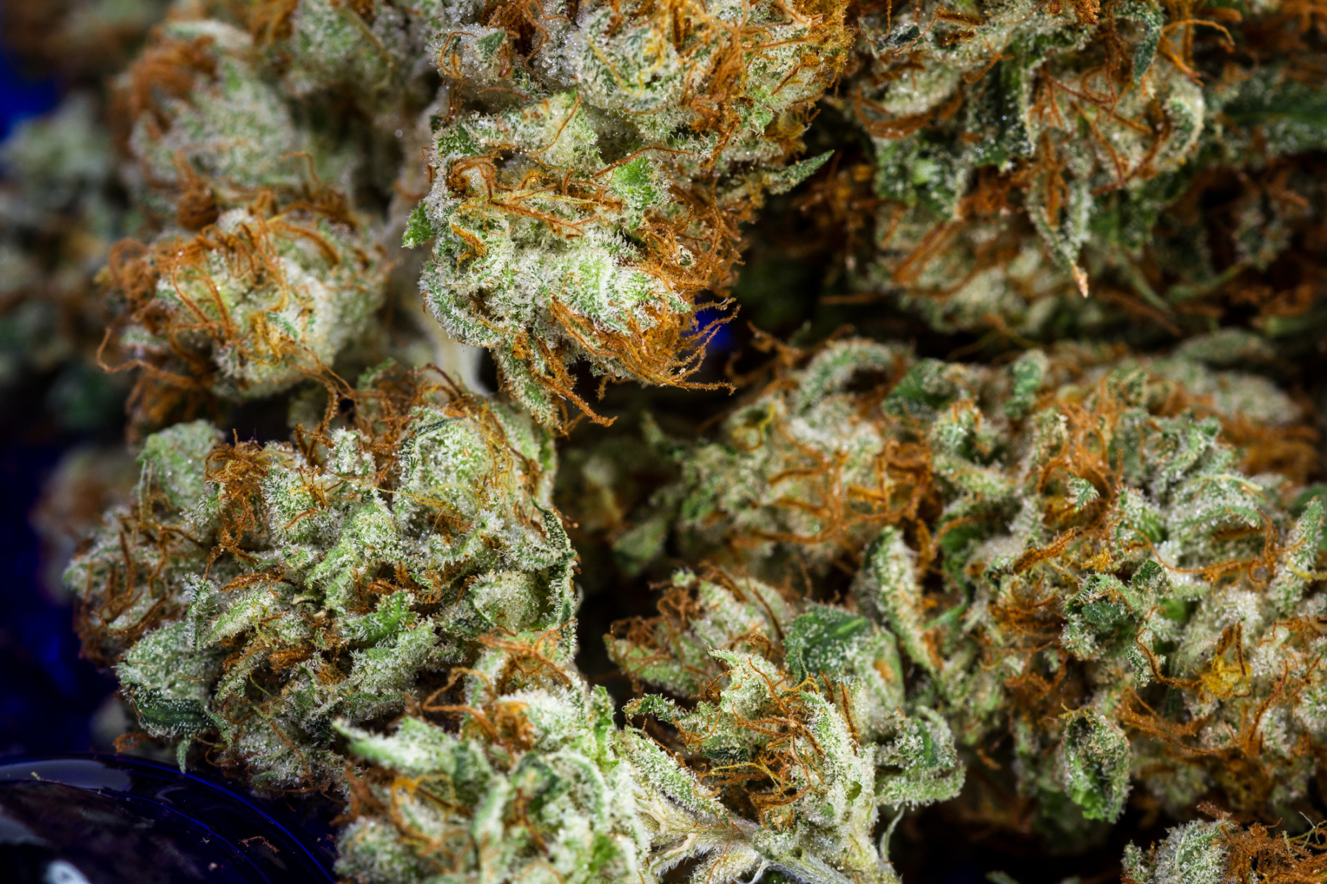 A close up of multiple THCA cannabis buds with whispy pistils.