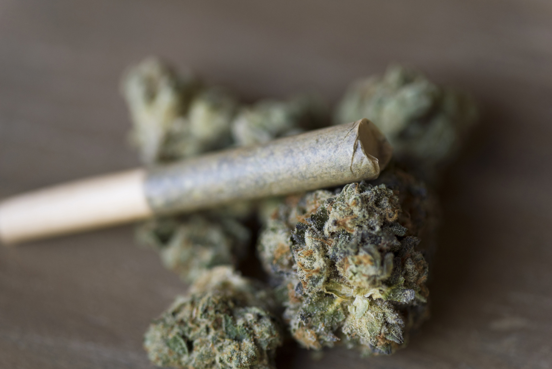 A THCA hemp joints rolled in paper.