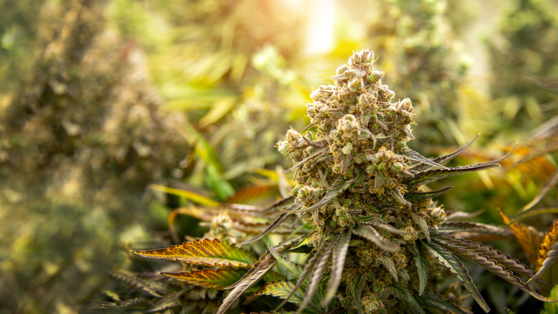 A row of THCA cannabis plants maturing outside in the sunlight.