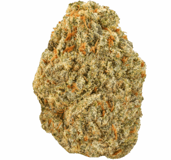 24K Gold Strain