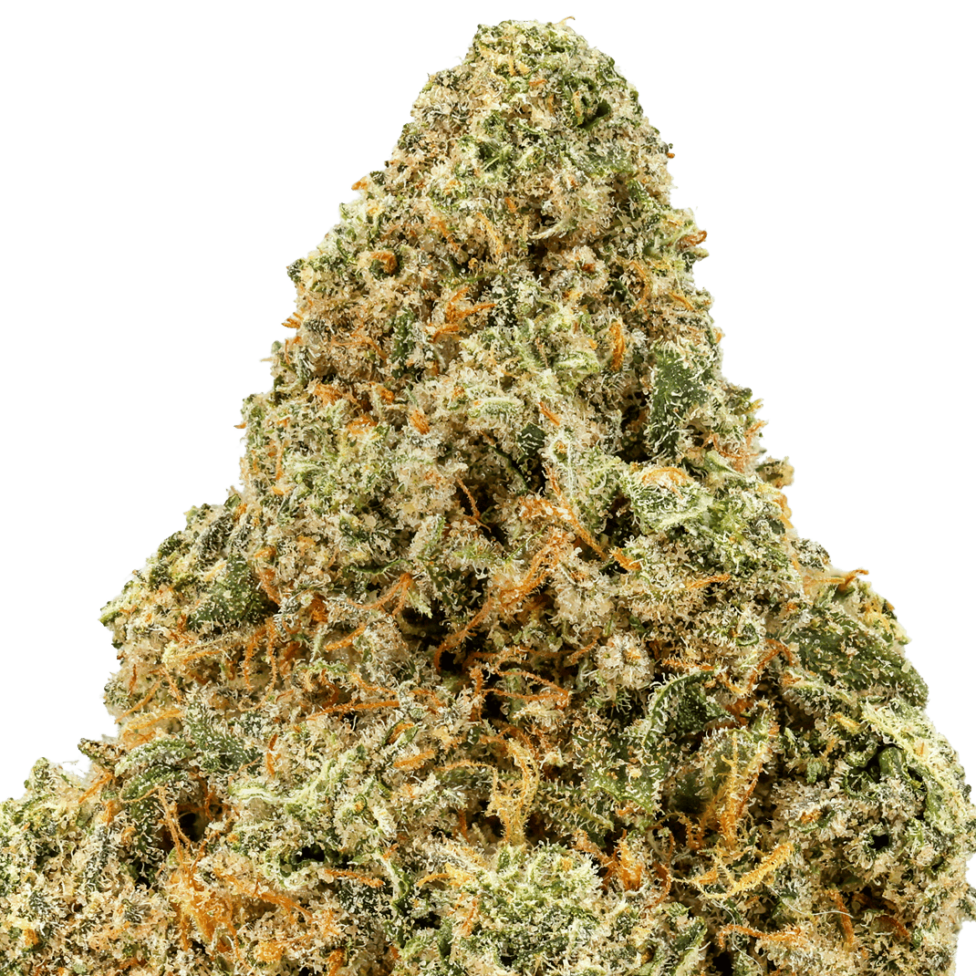 Apricot Scones Strain