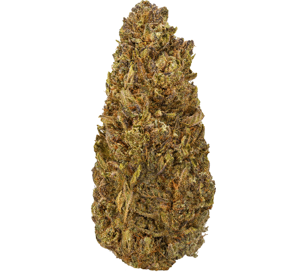 Black Truffle Strain