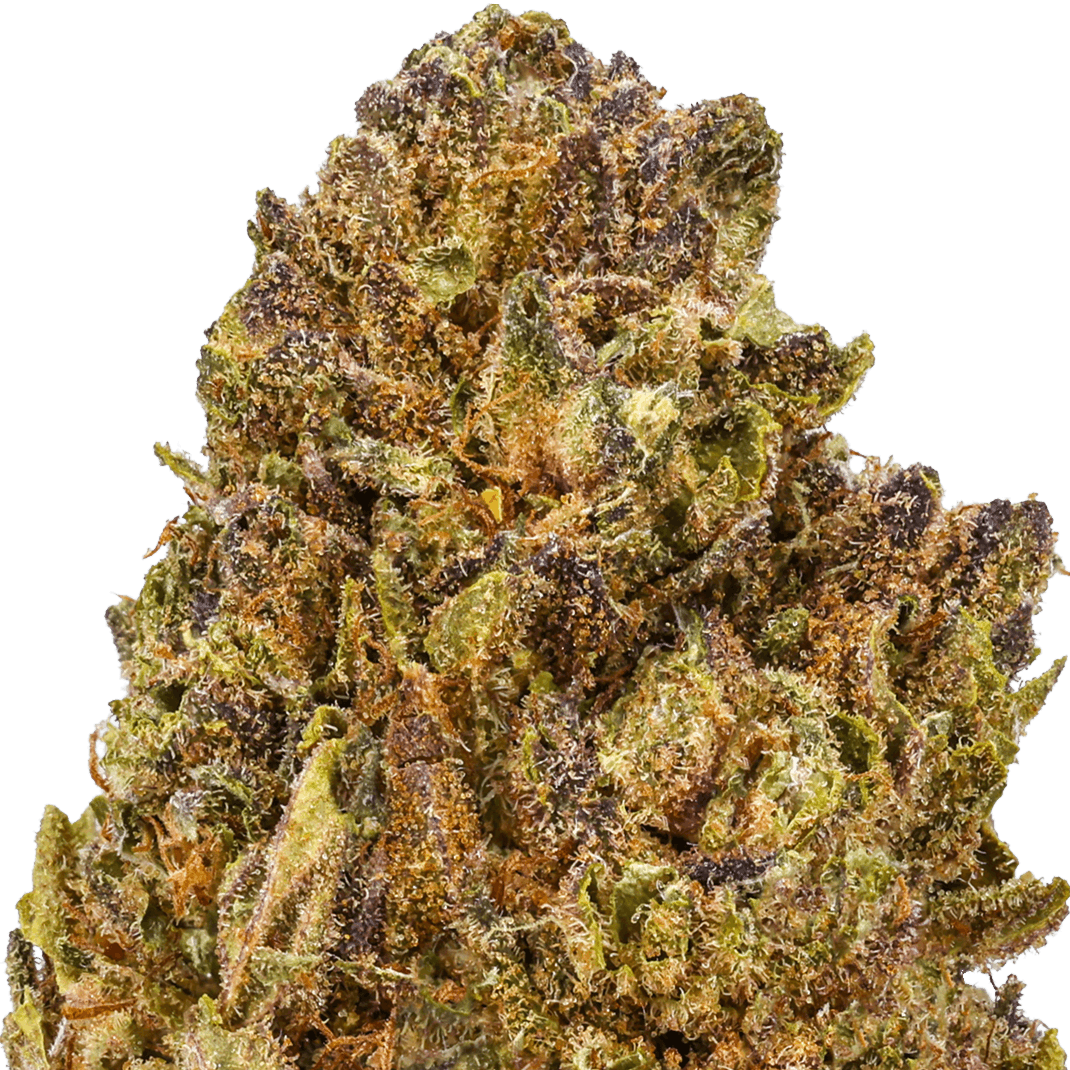 Black Truffle Strain