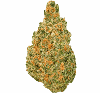 Blueberry Skunk Strain
