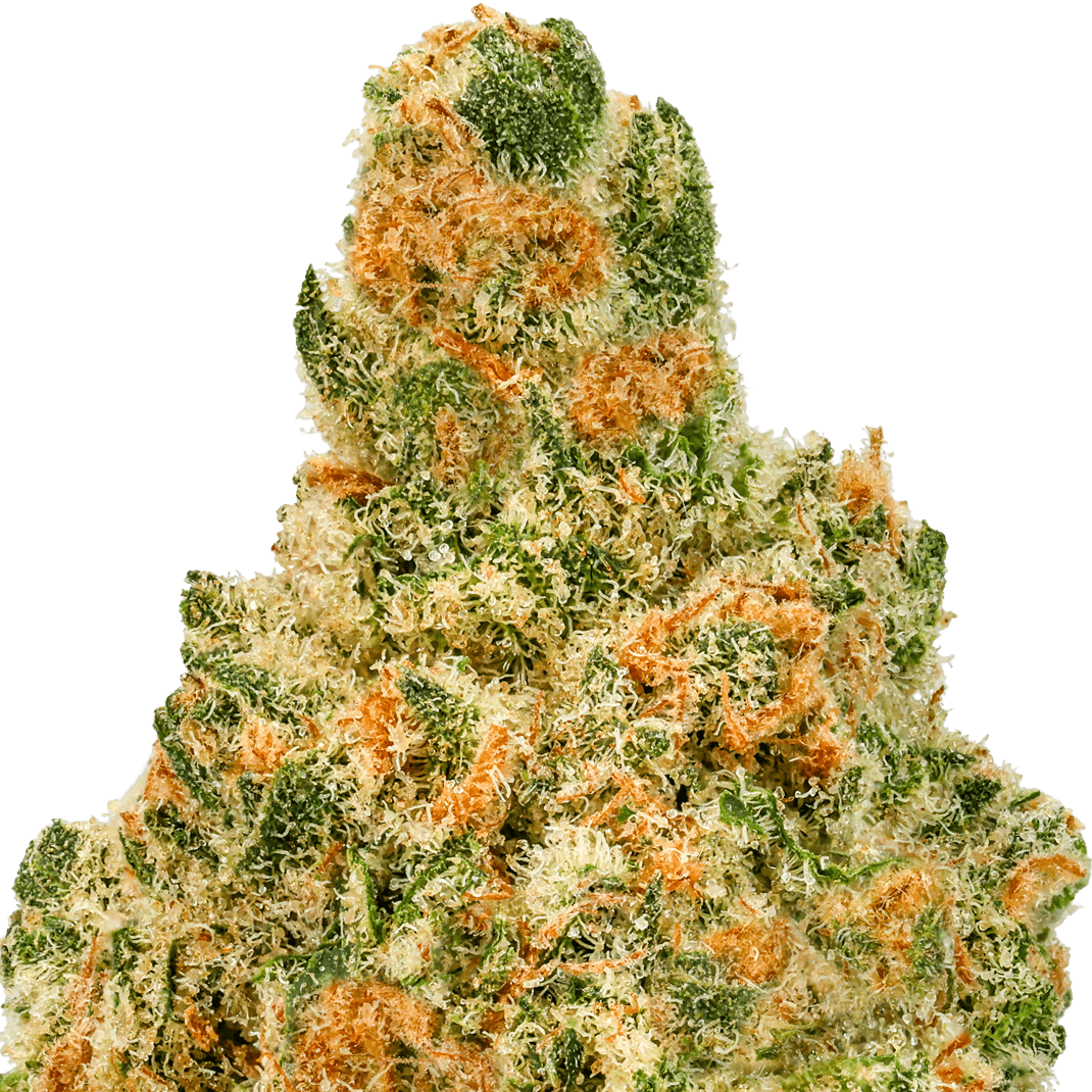 Blueberry Skunk Strain