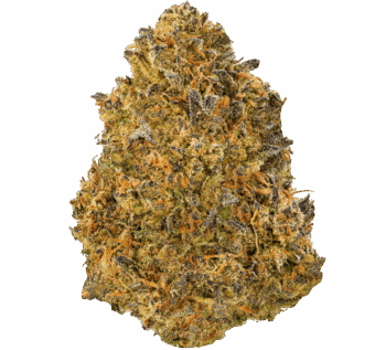 Blueberry-Skunk-Strain Blueberry Skunk Strain
