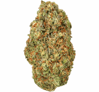 Gelato-41-Strain (2) Gelato 41 Strain