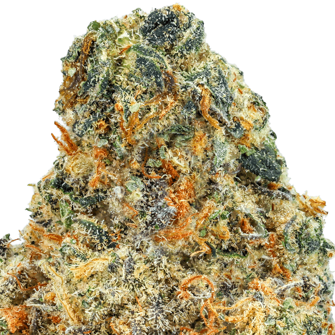 Italian-Ice-Strain-macro (2) Italian Ice Strain