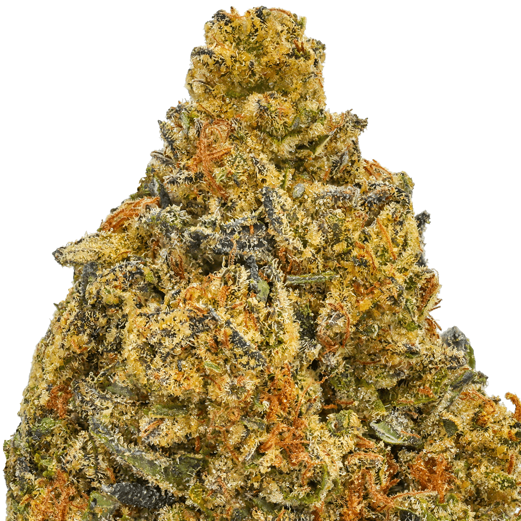 Jet Fuel Strain