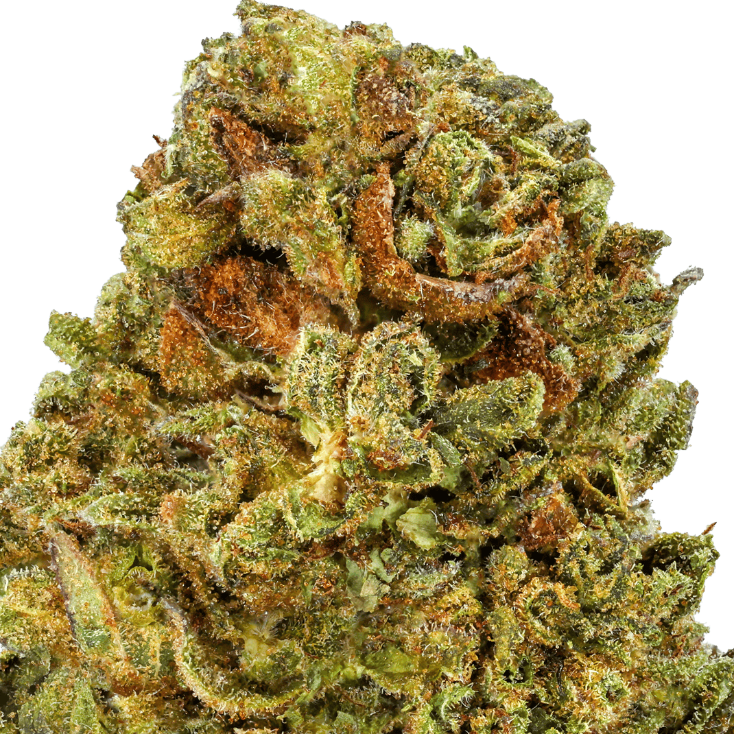OG Kush Strain