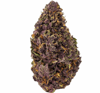 Tropical Cookies Strain