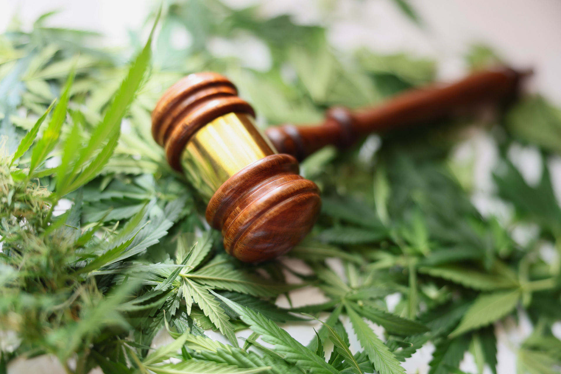 Gavel of judge lying on green leaves of marijuana closeup.