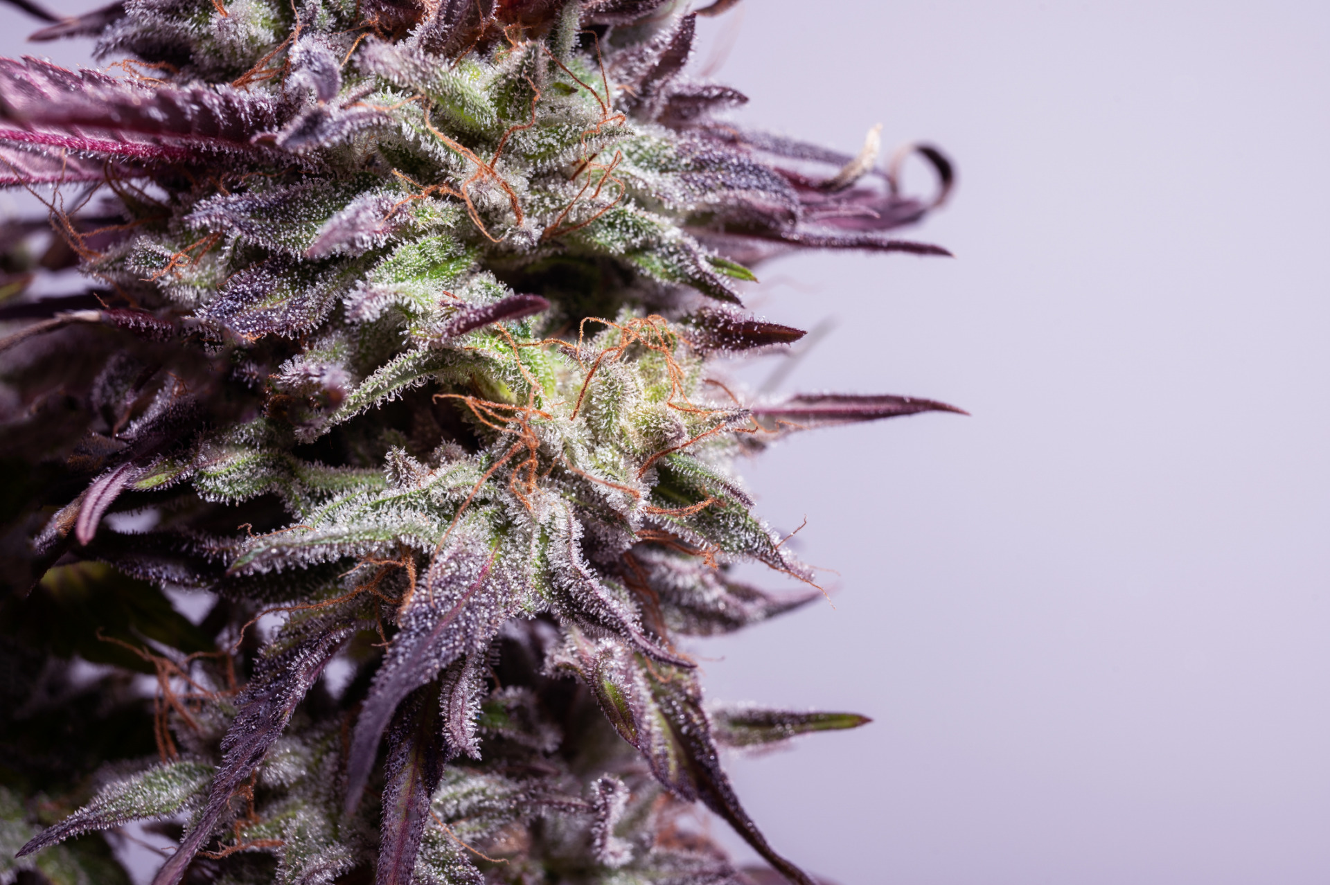 A closeup of colorful THCA marijuana with detailed purple leaves.