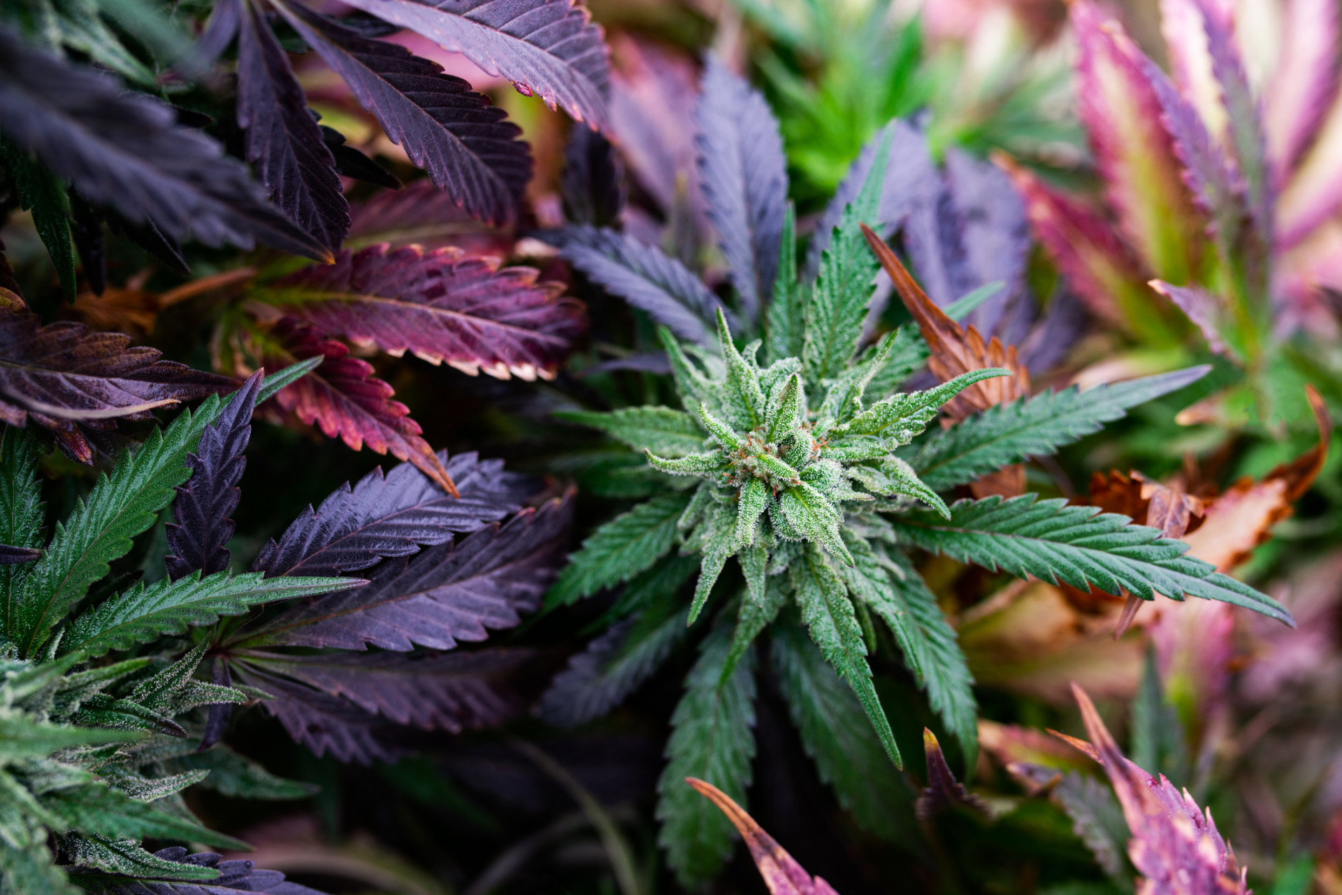 A close up of medical THCA cannabis plants with colorful purple trichomes.