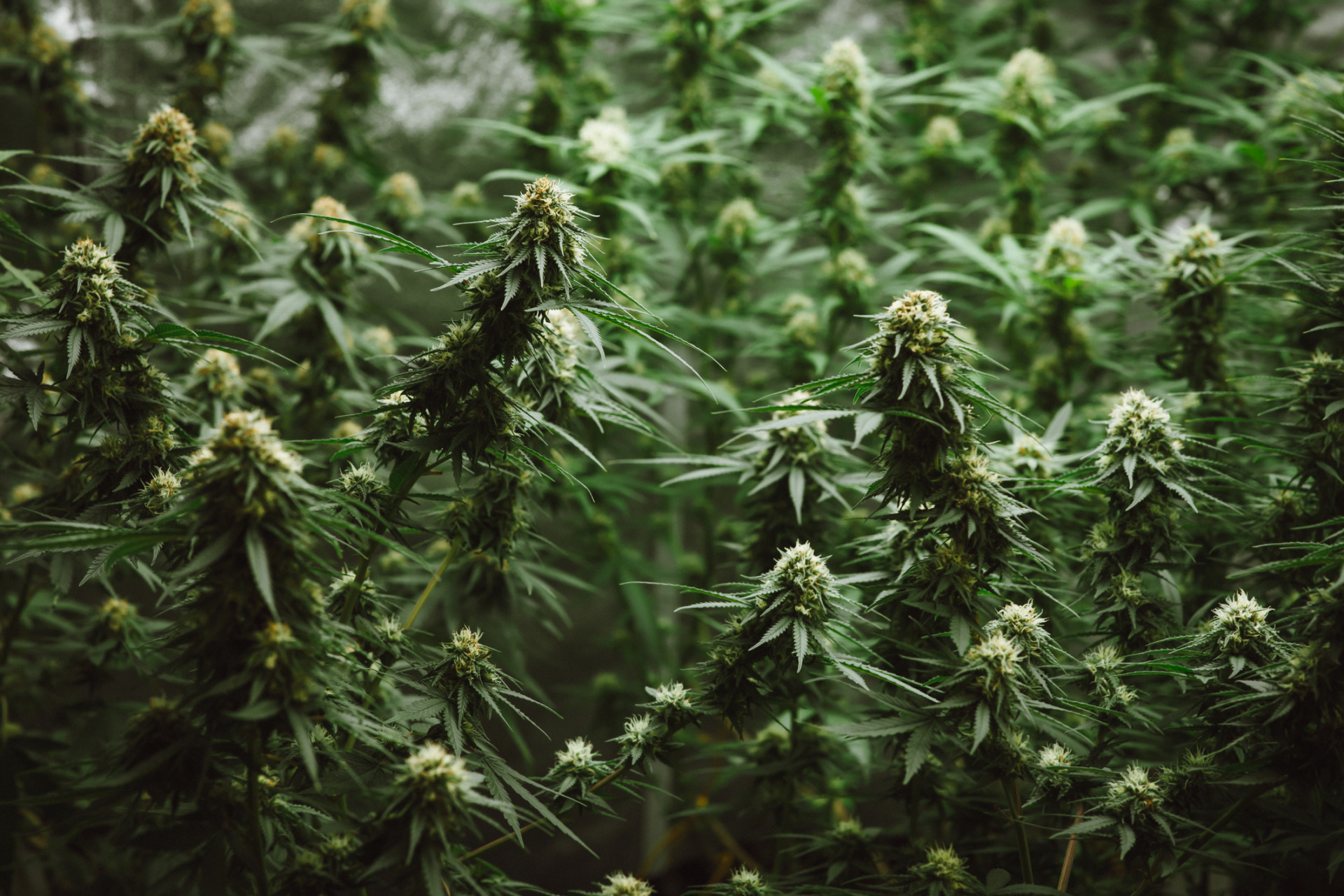 Many marijuana plants standing in a greenhouse ready for harvest.