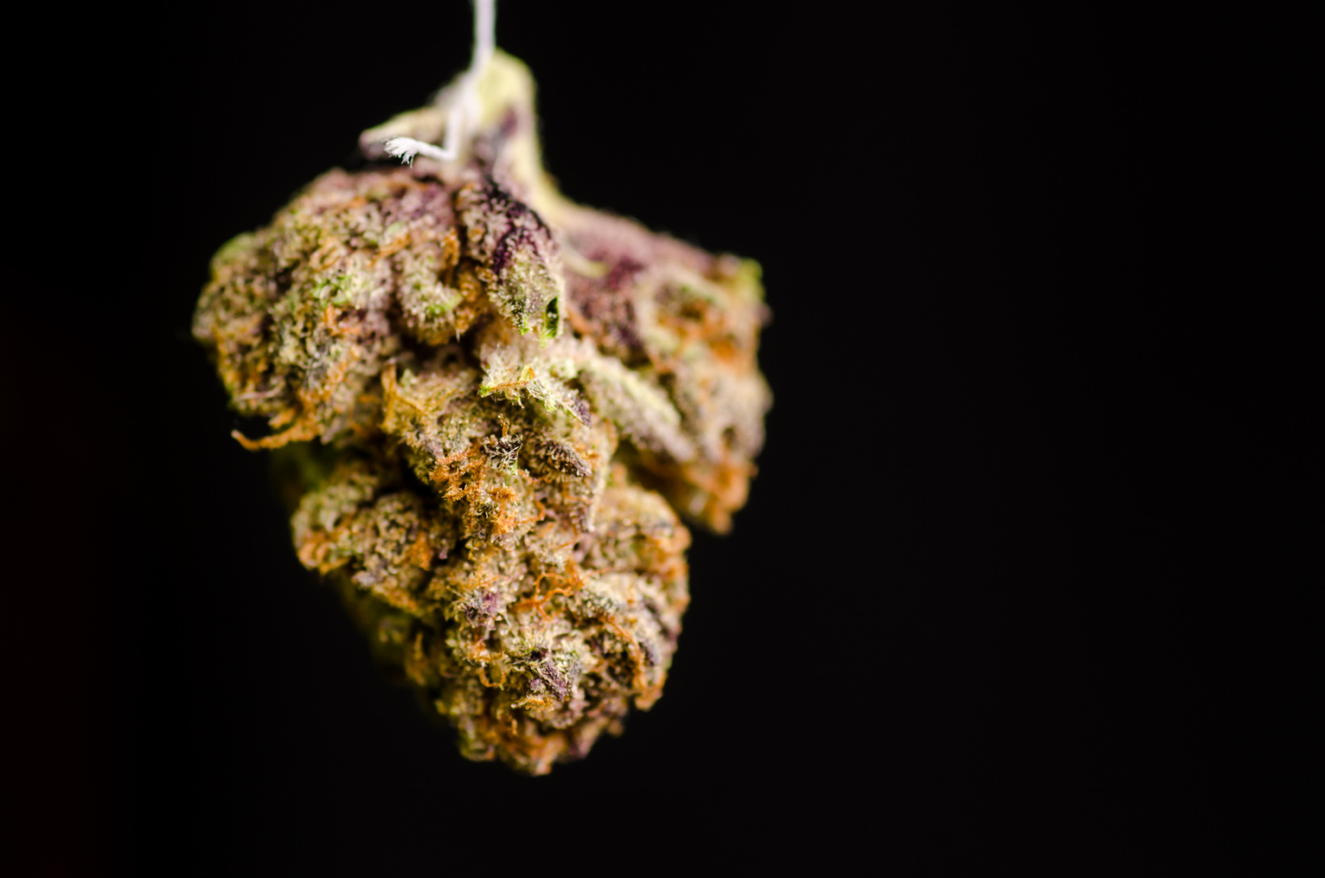 A colorful and fuzzy bud of THCA marijuana against a black background.