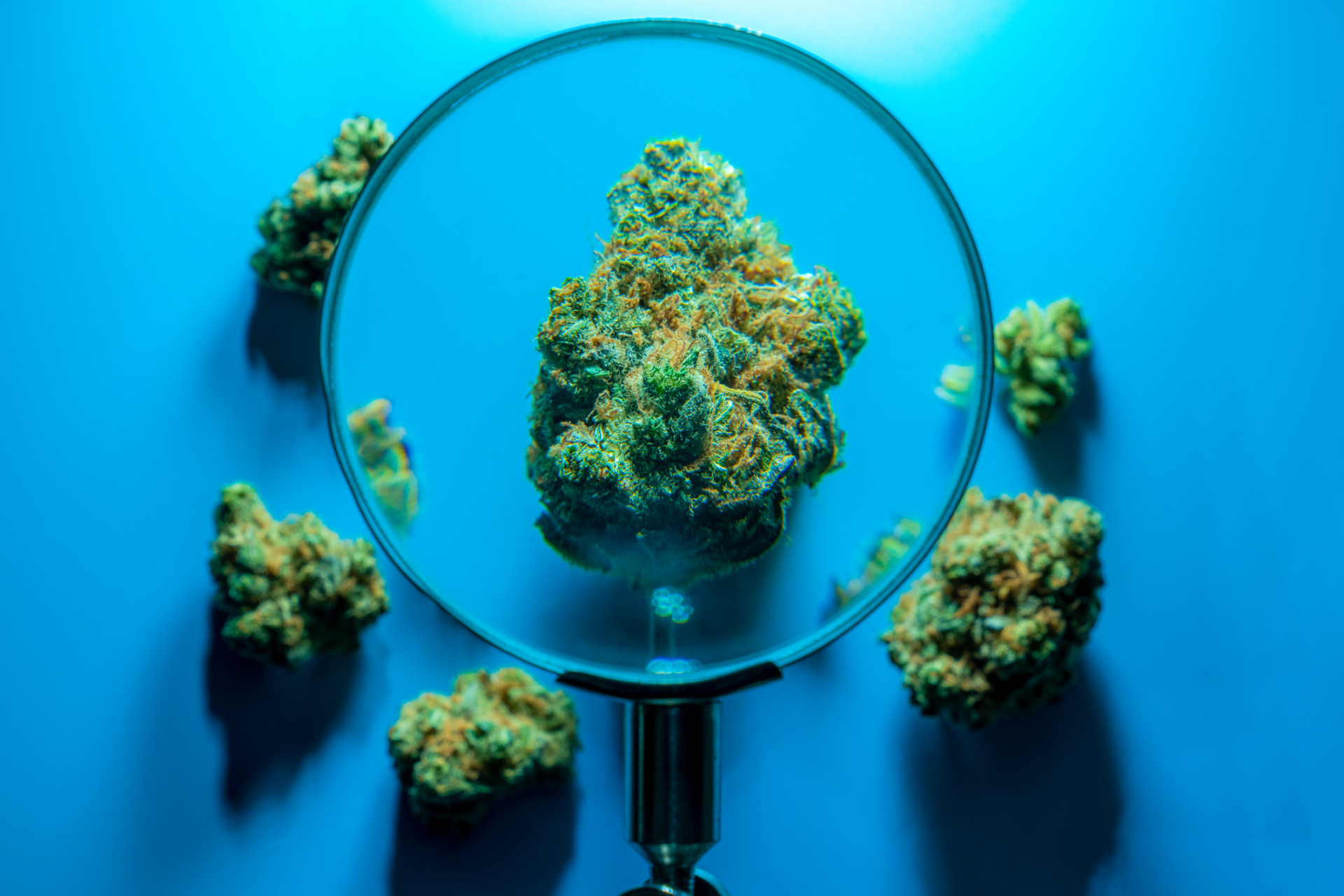 A magnifying glass focused on a THCA marijuana bud over a blue background.