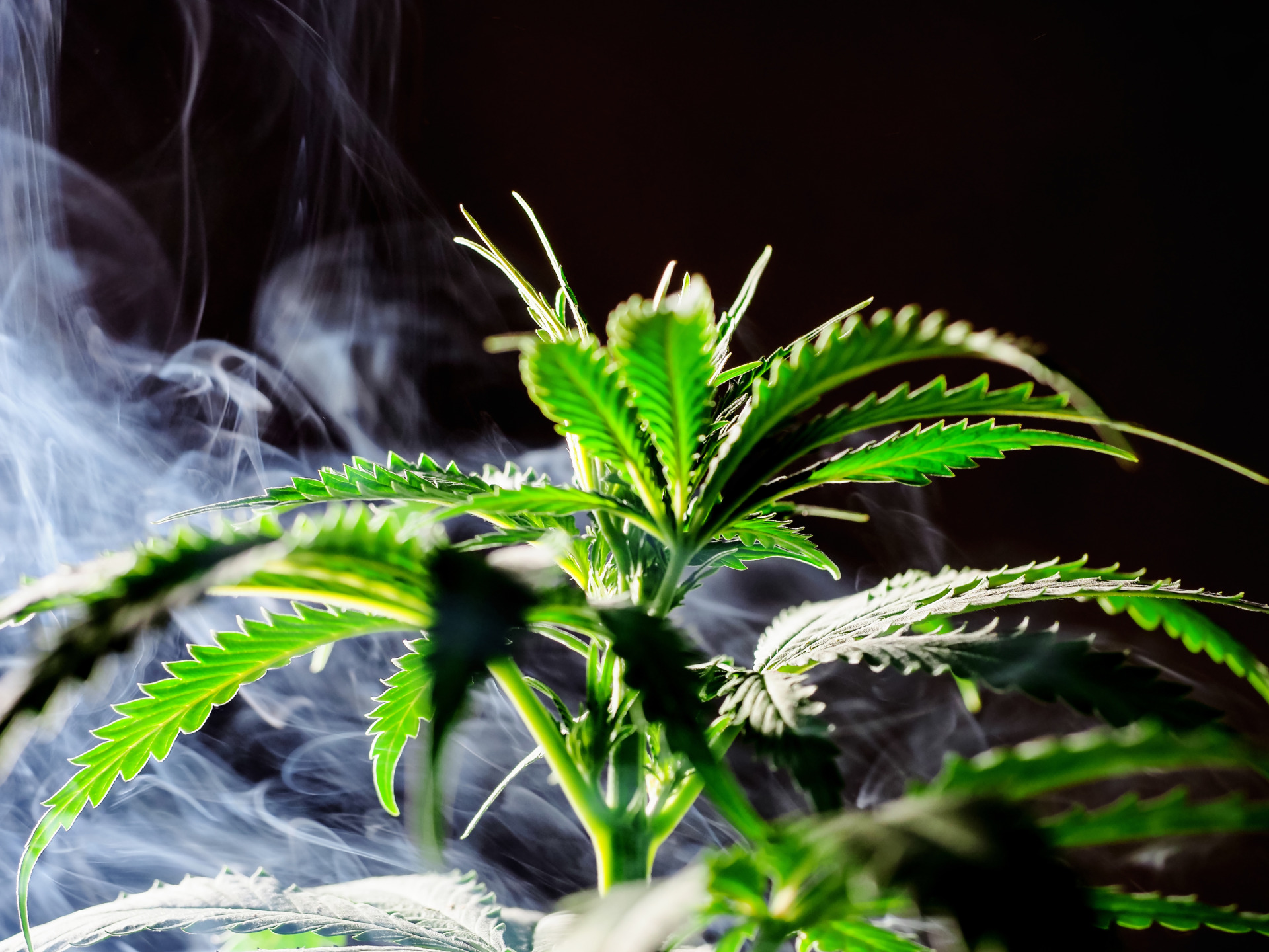 THCA Flower Effects: What to Expect the First Time You Smoke It