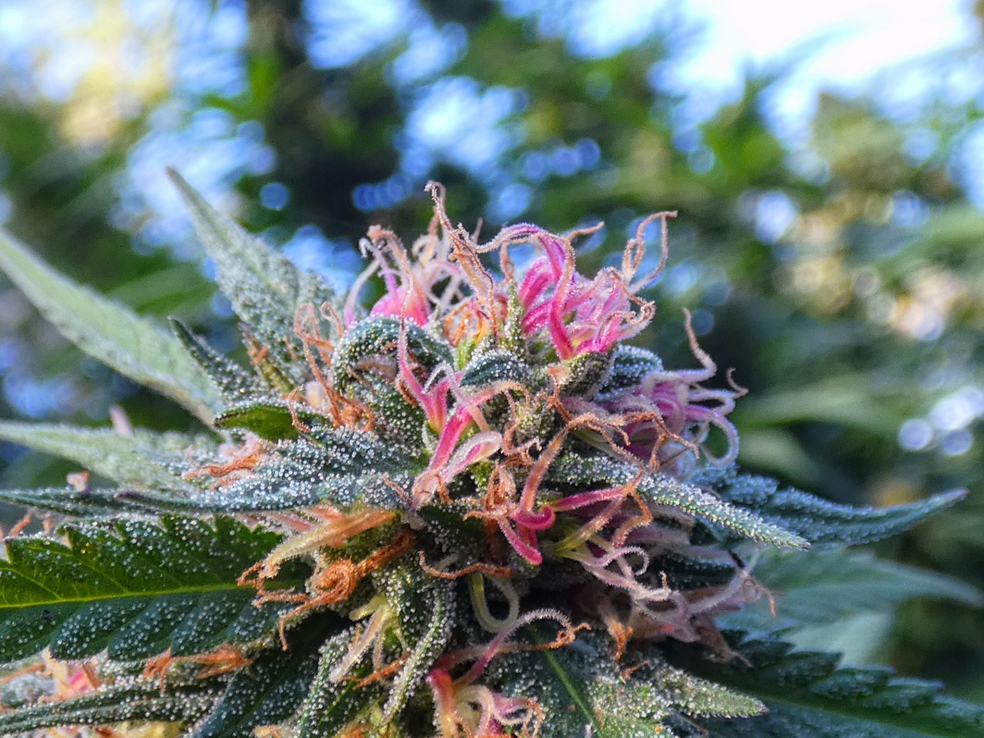 A THCA cannabis flower featuring bright pink pistols.
