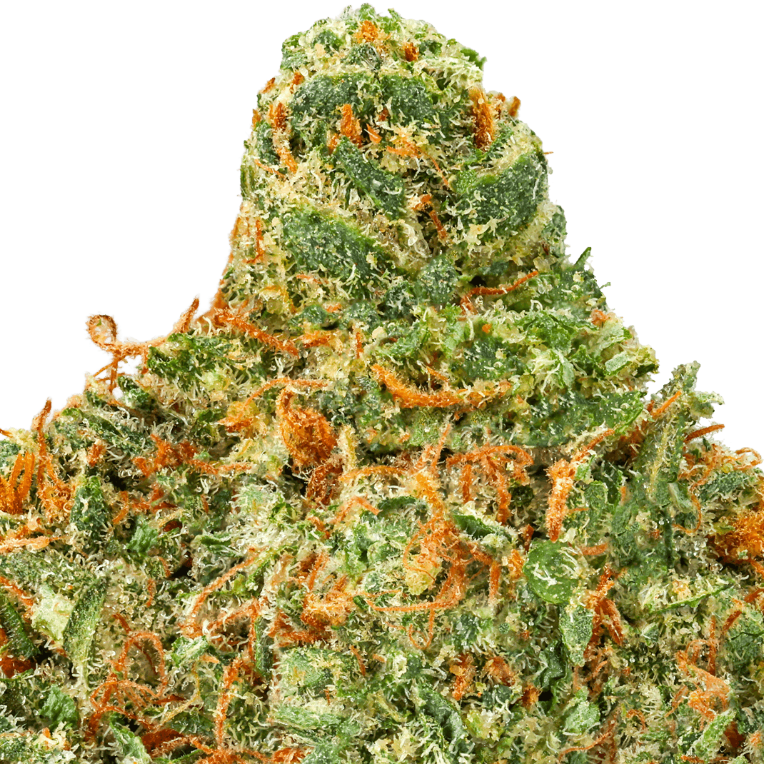 Black Garlic Gelato Strain