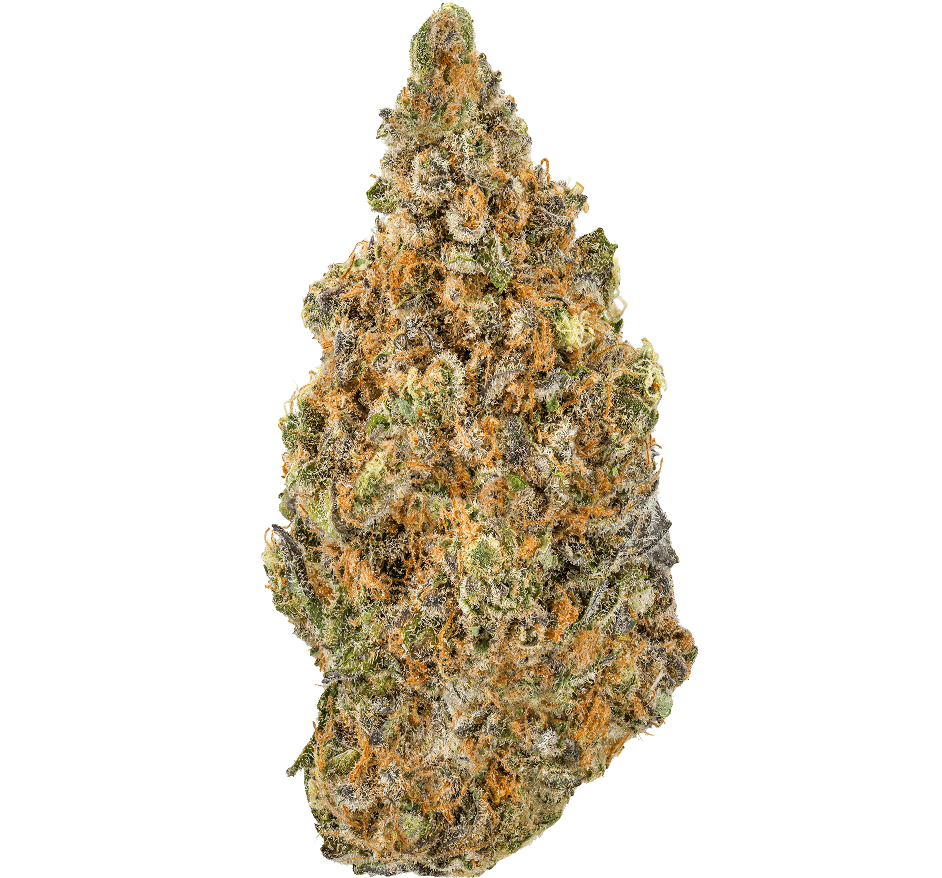 Blueberry-Muffin-Strain (1) Blueberry Muffin Strain