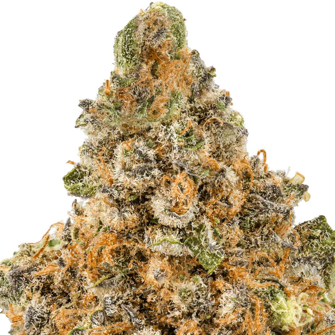 Blueberry-Muffin-Strain-Macro (1) Blueberry Muffin Strain