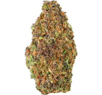 Gelato-41-Strain (3) Gelato 41 Strain