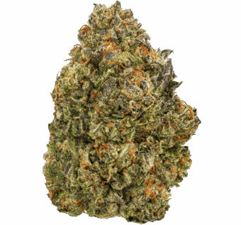 Gelato Fuel Strain