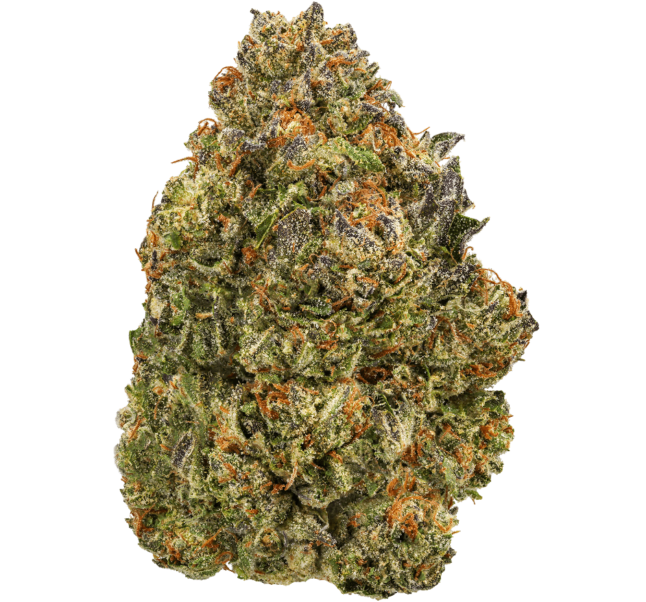 Gelato Fuel Strain