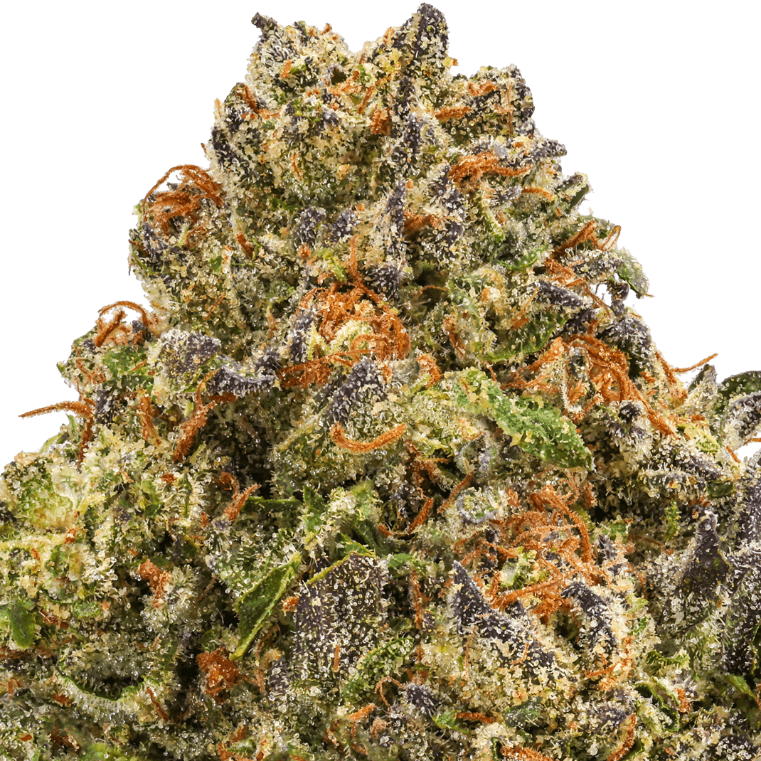 Gelato Fuel Strain