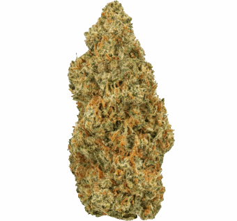 Jager Strain