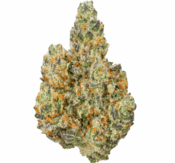 Modified Grapes Strain