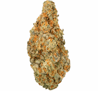 Oreo-Blizzard-Strain (1) Oreo Blizzard Strain
