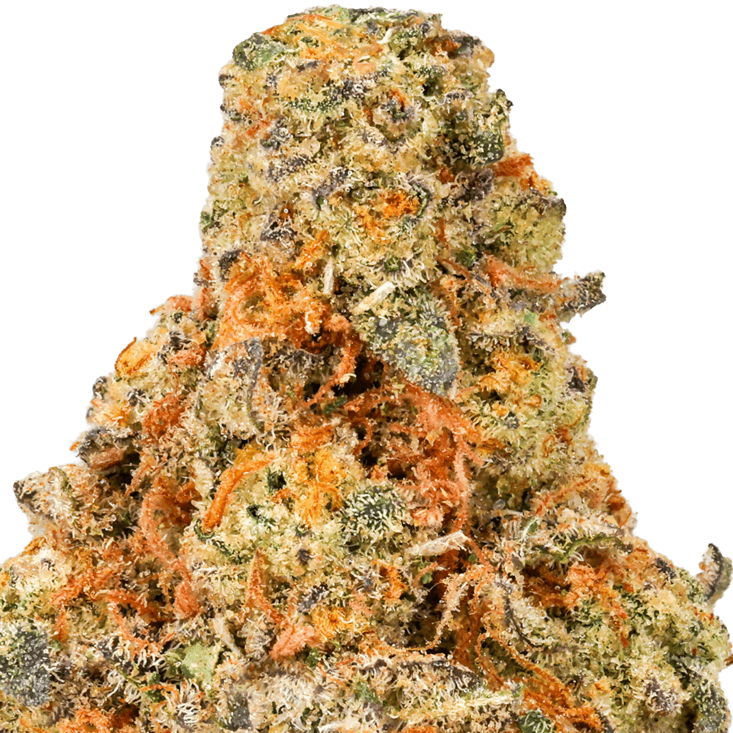 Oreo-Blizzard-Strain-Macro (1) Oreo Blizzard Strain
