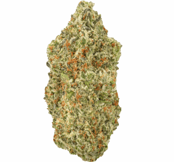 Oreoz-Strain (1) Oreoz Strain