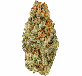 Pink-Cush-Strain (1) Pink Kush Strain