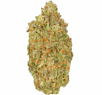 Super Boof Strain